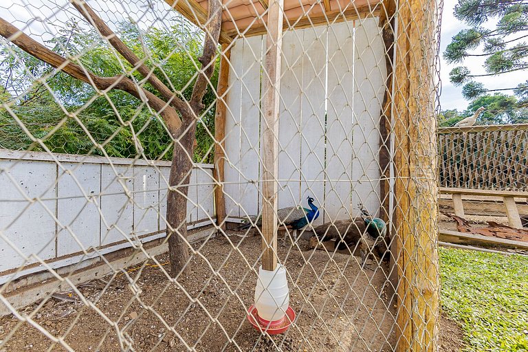 Natureza | Piscina | Chalé Gralha Azul | C237