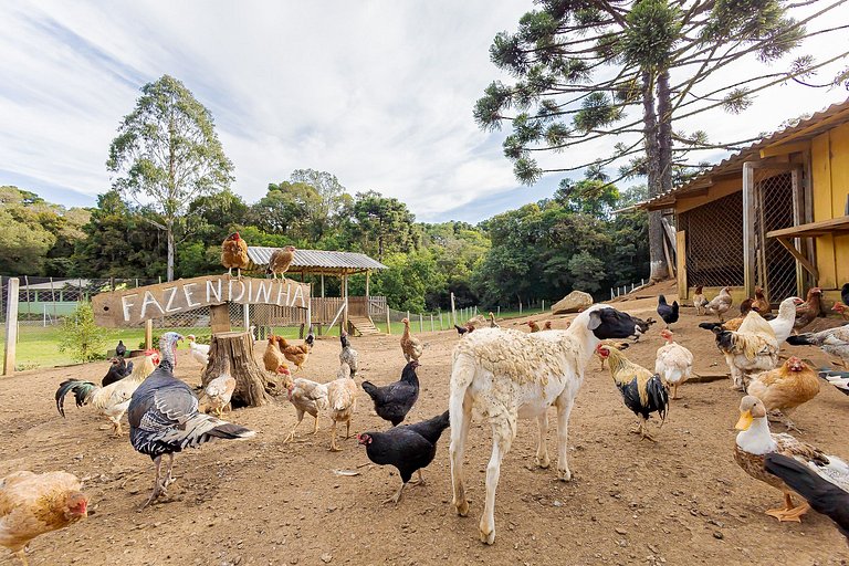 Natureza | Piscina | Chalé Gralha Azul | C237
